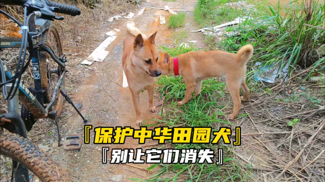 中华田园犬勇战毒蛇，神秘小店守护小巷安全纪实