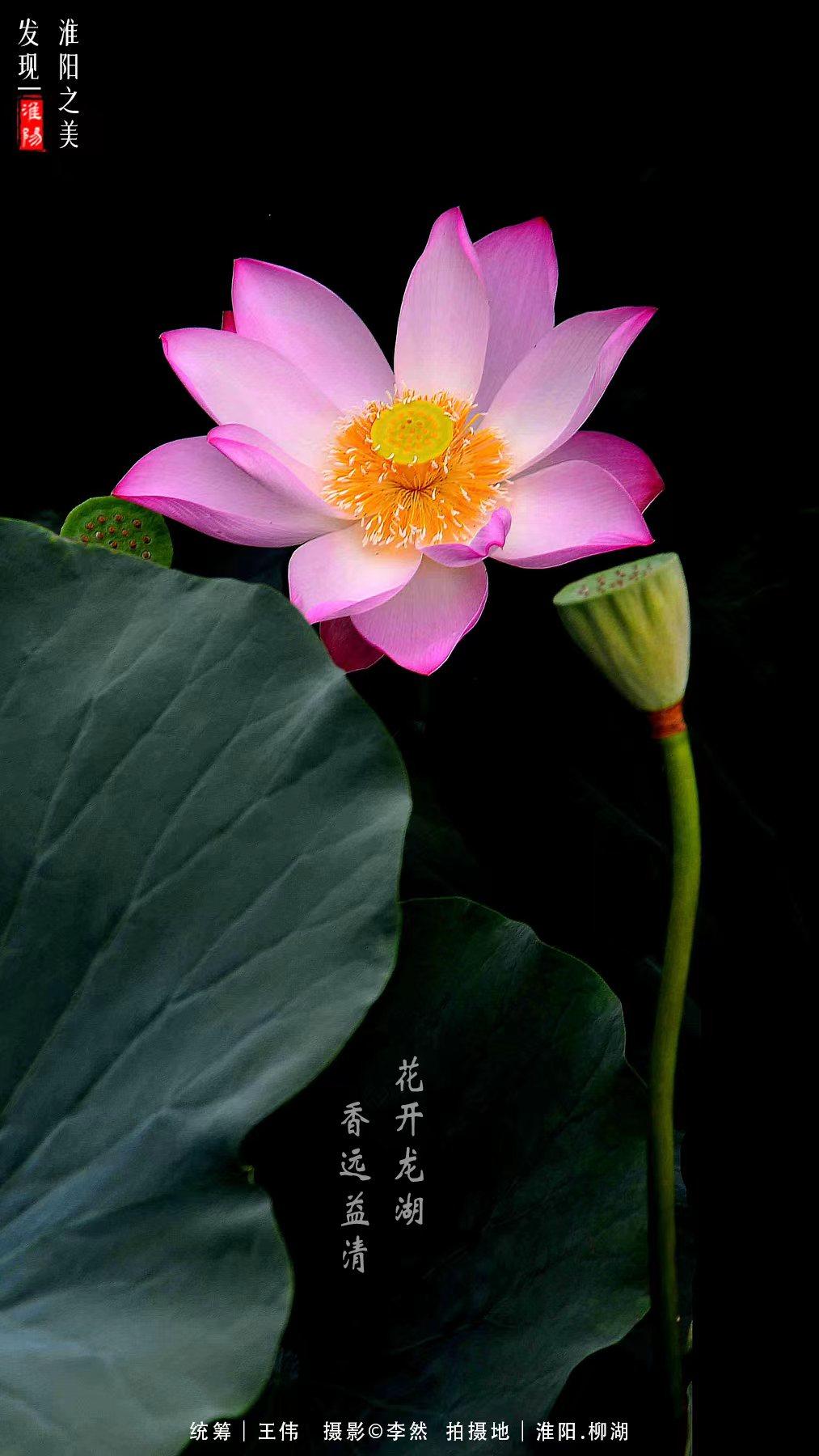 周口荷花市场最新动态与影响综述