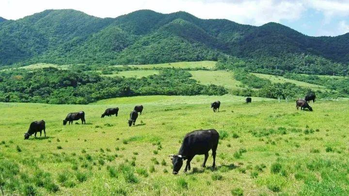 日本最新动态，自然美景治愈之旅探索