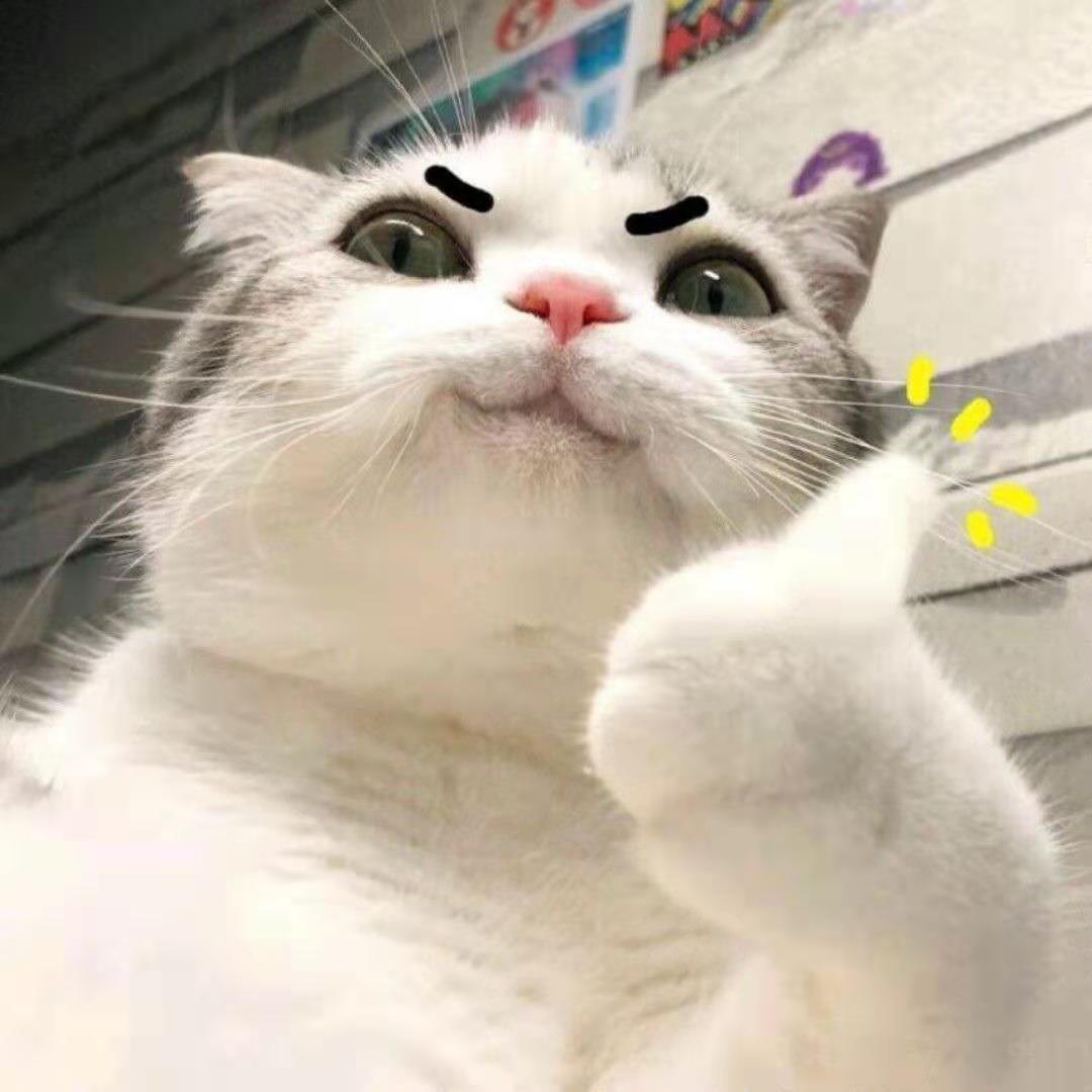 苏格兰折耳猫最新小说，神秘世界与温情之旅