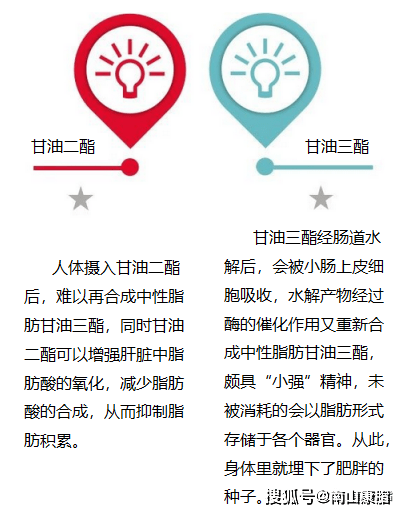探索最新减肥理论，背景、重大事件与地位