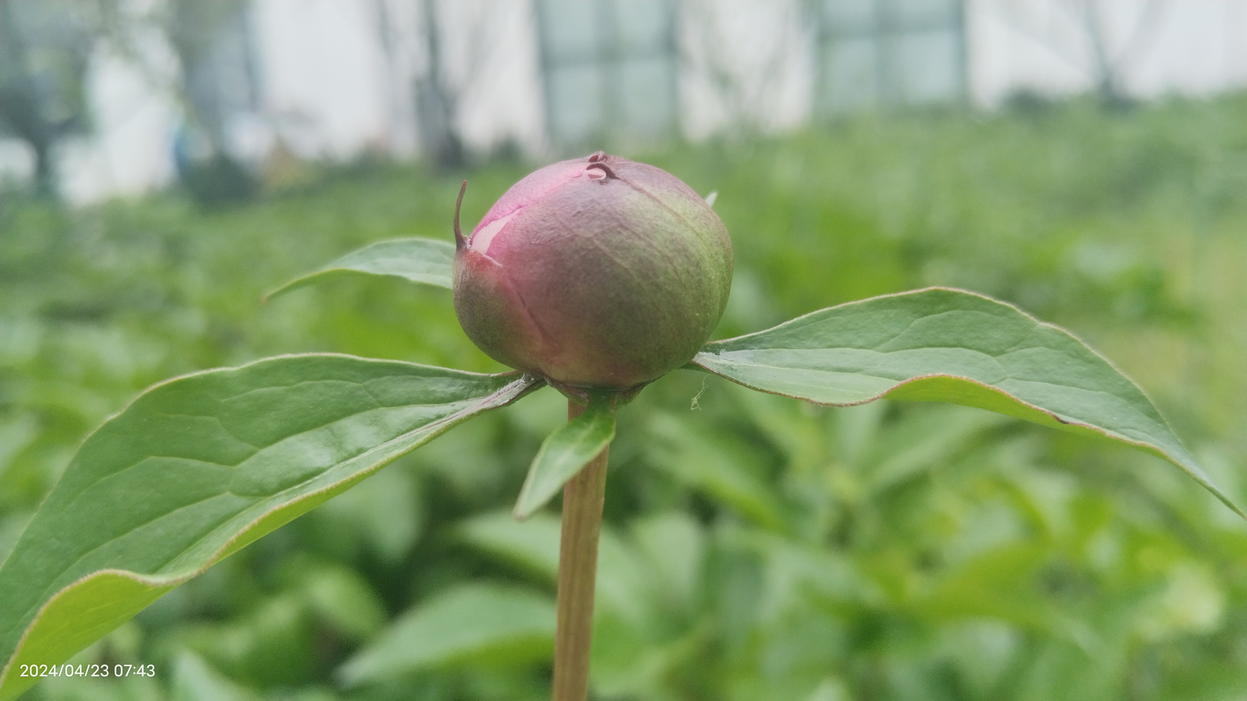 花蕾最新动态与小巷秘密花园揭秘