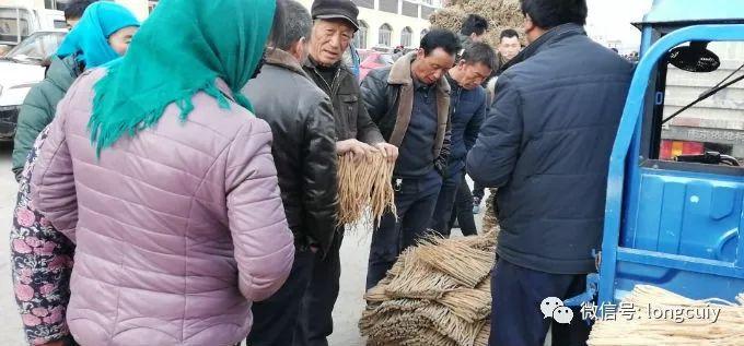最新当归价格揭秘，小巷深处的独特发现