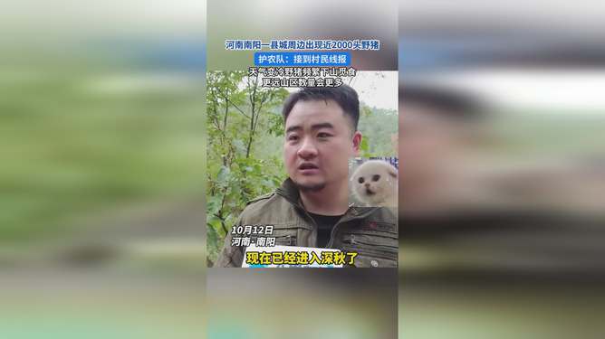 河南县城秘境，野猪狂欢与独特风味共存的生态奇观