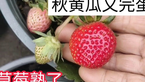 草莓视频最新版下载，学习之旅的变革与自信成就之源