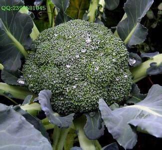 西兰花价格最新动态更新