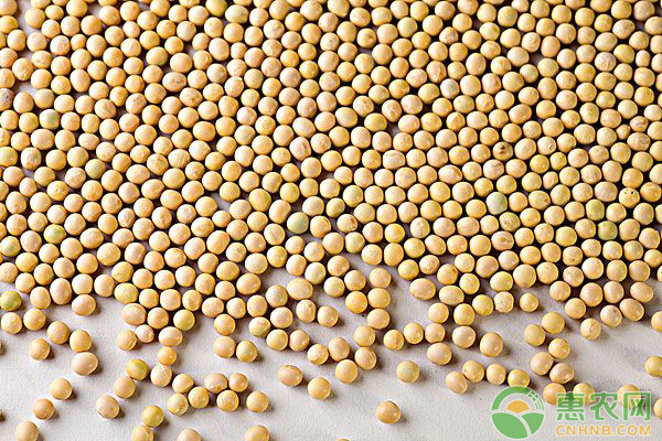 大豆最新价格行情及深度分析