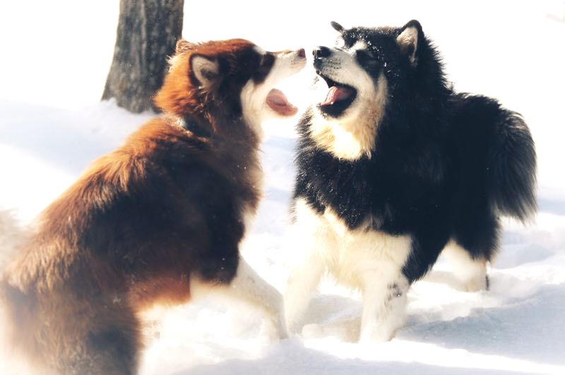最新比特犬，自然美景探索之旅