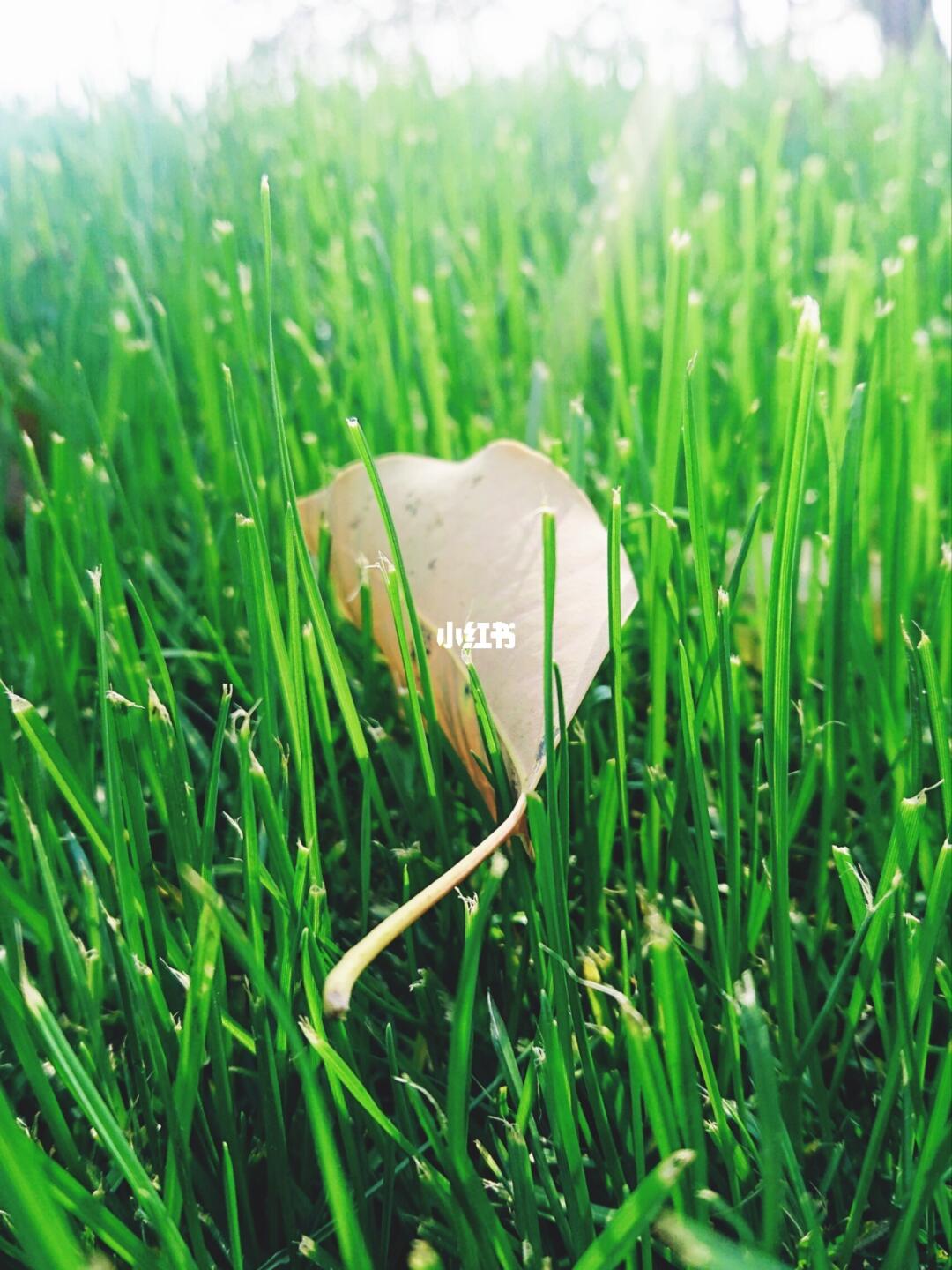友情与陪伴的温馨日常——小草最新地记录