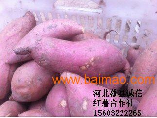 河北红薯价格最新动态更新